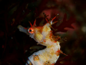 P3190014-hanatatsu.JPG