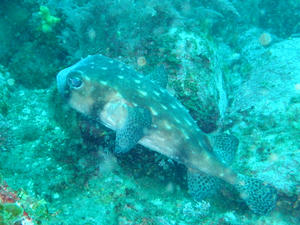 P3280022-isigaki.JPG