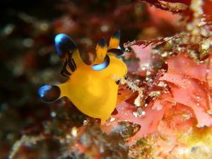 P3140029-pika1.JPG