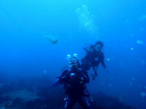 P4020017-akakurage.JPG