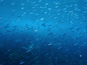 P4020020-takabe.JPG