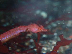 P4240024-tatunoitoko.JPG