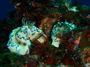 P4250004-kiiro.JPG