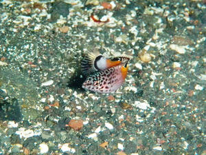 P4250006-kanmuri.JPG