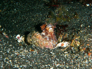 P4280009-tako.JPG