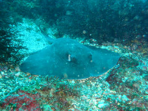 P4290024-izuhimeei.JPG