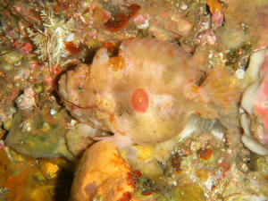 P4290018-benimesu.JPG