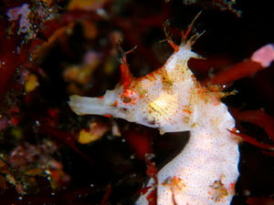 P5030028-hanatatsu.JPG