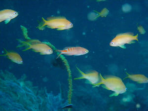 P5130042-akaboshi.JPG