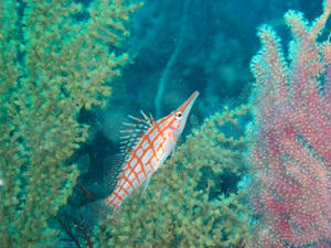 P5130045-kudagon.JPG