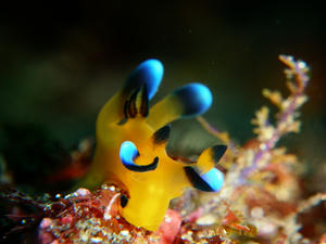 P5140019-pika.JPG
