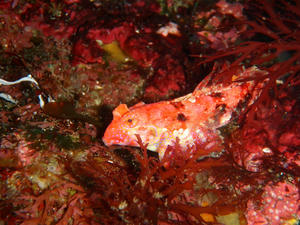 P5160047-akaobi.JPG