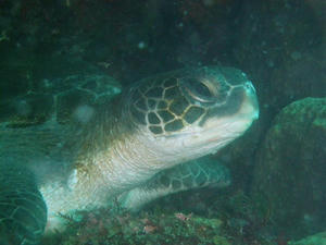 P5170062-aoumi.JPG