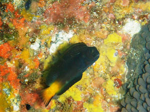 P5210006-nirami.JPG