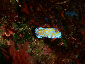 P5190094-bobusan.JPG