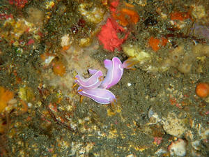 P5220003-simodairo.JPG