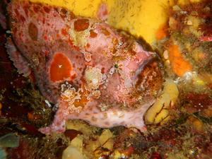 P5290020-beni.JPG