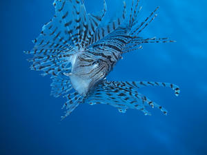 P5300110-minokasago.JPG
