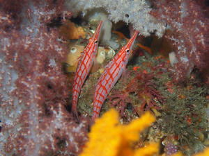 P5300010-kudagon.JPG