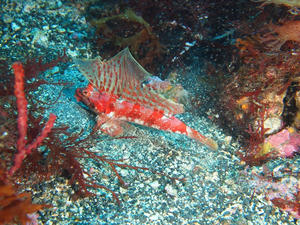 P5310357-akaobi.JPG