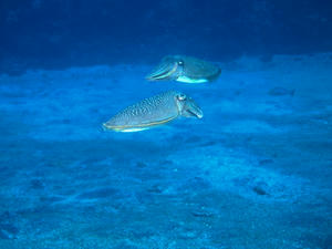 P5310398-kouika.JPG