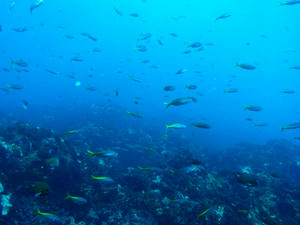 P6070017-takabe.JPG