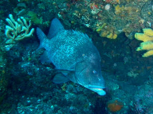 P6080007-hige.JPG