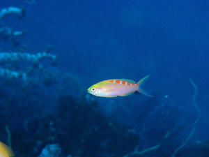 P6110043-asahi.JPG