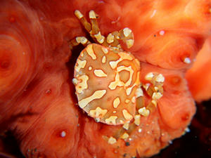 P6120015-namakomarugazami.JPG