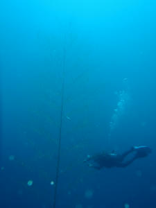P6170051-sasa.JPG