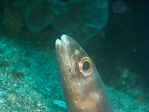 P6190065-hanaanago.JPG