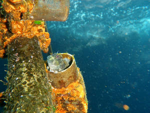P6190090-kaeru.JPG