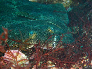 P6200119-hirame.JPG