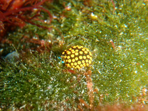 P6250034-tentou.JPG