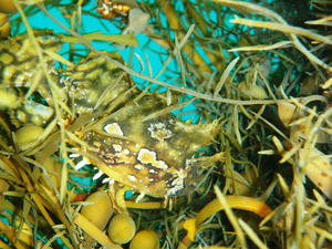 P7010062-hanaokoze.JPG