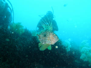 P7030017-matoudai.JPG