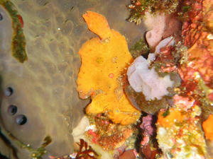 P7030025-beni.JPG
