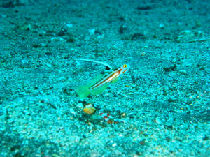 P9130428-yasya.JPG