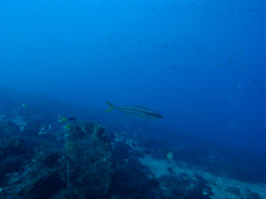 PC040047.jpg
