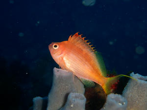 P1090031.jpg