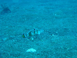 P1100042.jpg