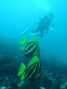 11729tengudai.jpg