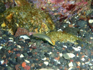11104-akahachi.jpg