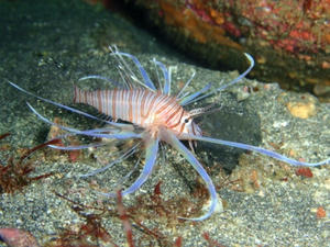 11104-minokasago.jpg
