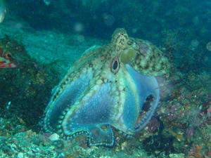 11107-tako.jpg