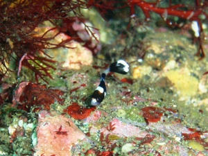 11107-hiregurokosyou.jpg