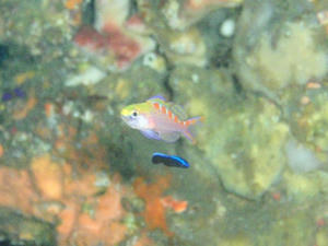 111012-asahihana.jpg