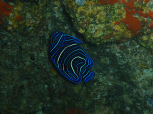 111020-sazanami.jpg