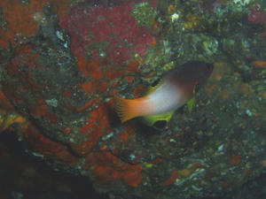 111020-sumituki.jpg