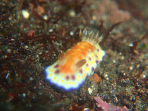 111022-akanekomon.jpg